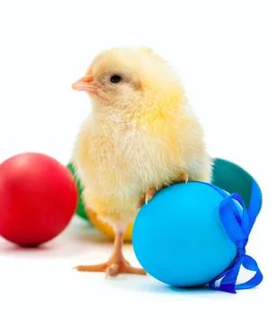 Small yellow chick with easter eggs. isolated Stock Photos
