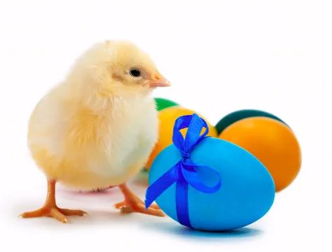 Small yellow chick with easter eggs. isolated Stock Photos