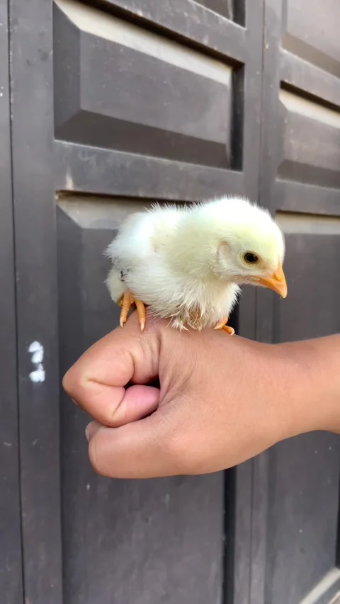 Small Yellow Chick Perched on Human Hand Vídeo Stock 341303217