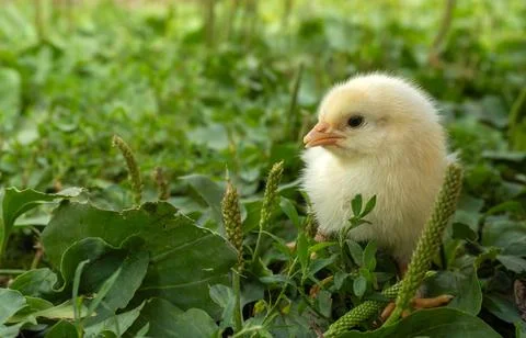 A small yellow chick walks through the grass and leaves in a field. The sun.. Stock Photos