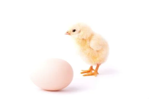 Small yellow chicken and an egg Stock Photos