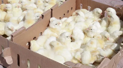 Small yellow chicken in a box Stock Footage 63201101
