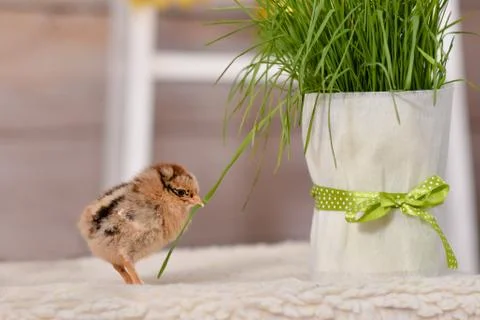 Small yellow chicken sits on the table in the studio next to the green grass Stock Photos