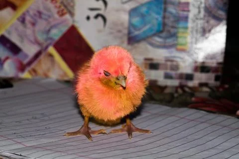A small yellow chicken standing curious with blackbackground. Stock Photos