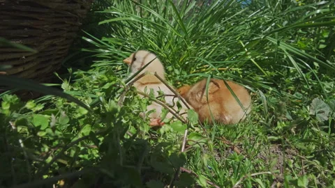 Small yellow chickens in green grass Stock Footage 344742868