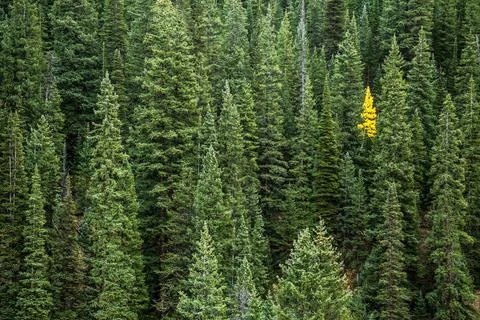 Small Yellow Deciduous Tree Among Grove of Evergreens Stock Photos