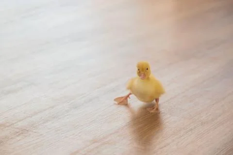 A Small yellow duckling is learning how to walk Stock-Fotos