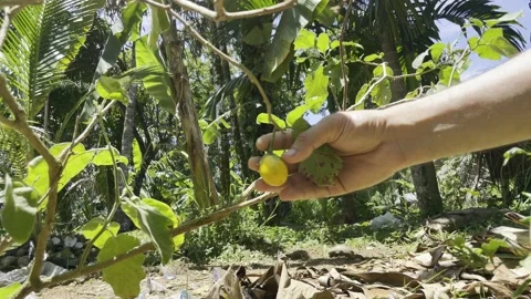 Small yellow eggplant Stock Footage 210731042