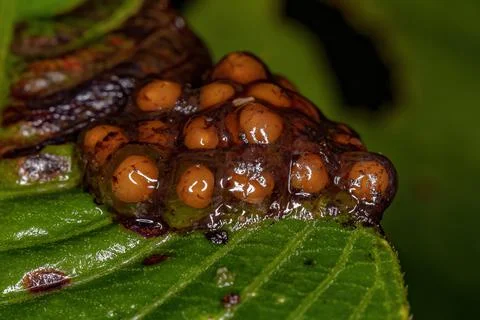 Small yellow eggs Stock Photos