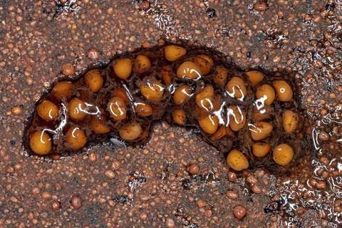 Small yellow eggs Stock Photos