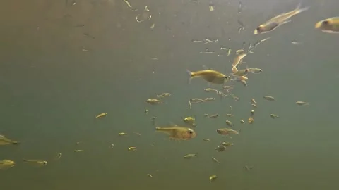 Small yellow fish underwater after a piece of food. Free animals in nature. Stock Footage 301025065