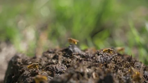 Small yellow flies sit on fresh pet manure Stock Footage 264584900