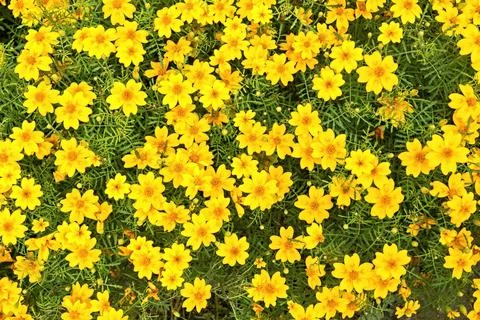 Small yellow florets Foto stock