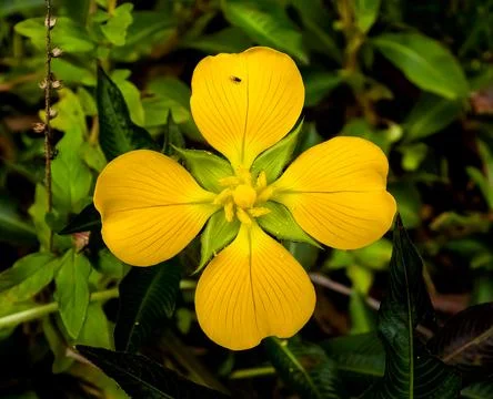 Small yellow flower with bug Stock Photos