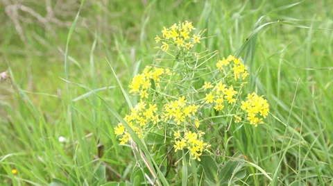 Small yellow flower Stock Footage 35213433