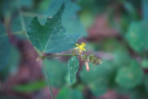 Small yellow flower in the forest Stock-Fotos