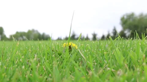 A Small Yellow Flower on the Grass Stock Footage 333438576