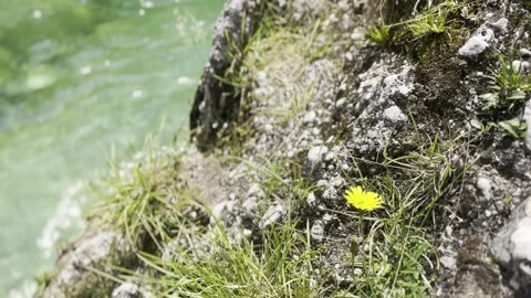 Small yellow flower on grassy rock with blurred mountain stream background Vídeos de archivo 342024701
