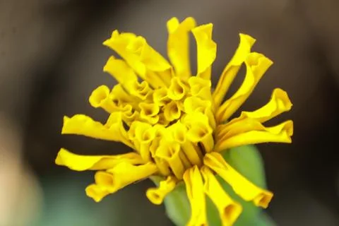 Small yellow flower macro Stock Photos