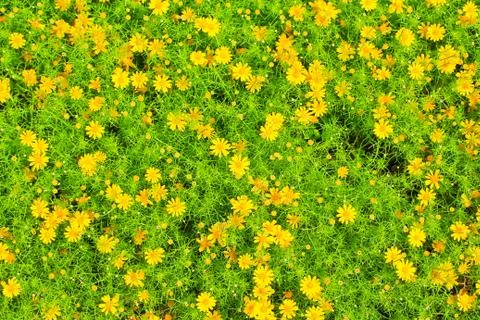 Small yellow flower Stock Photos