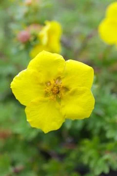 Small yellow flower Stock Photos