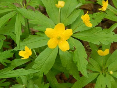 Small Yellow Flower Foto stock