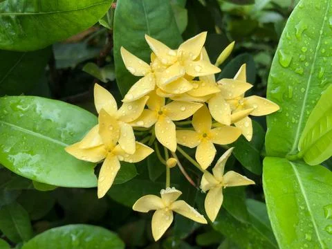 A small yellow flower Stock Photos