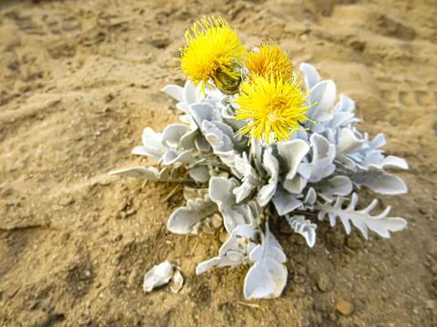 Small yellow flower is on a sandy surface Stock Photos