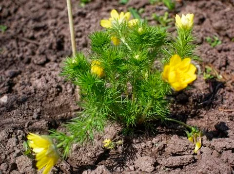 Small yellow flower in the spring garden Stock Photos
