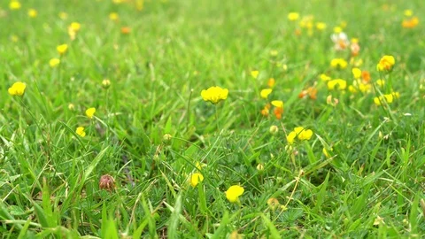 Small yellow flower sways in the wind in a field against a green grass Stock Footage 113011755