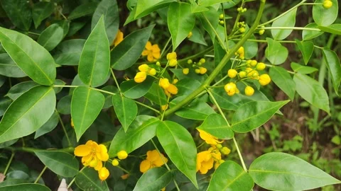 Small yellow flower on a tree 4K 60FPS Stock Footage 168488442