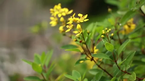 Small yellow flower in the wind. Video stock 65466636