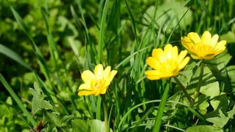 Small yellow flowers on the background of green grass Stock Footage 89630985