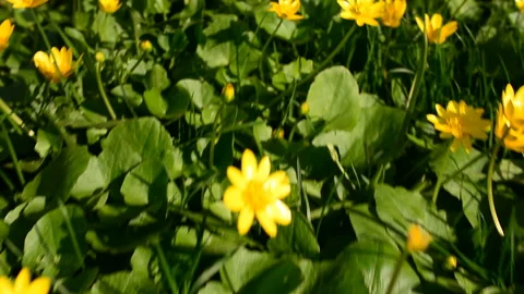 Small yellow flowers on the background of green grass Stock Footage 89633973