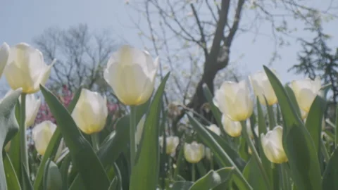 Small yellow flowers below white tulips and sunny sky Stock Footage 302585081