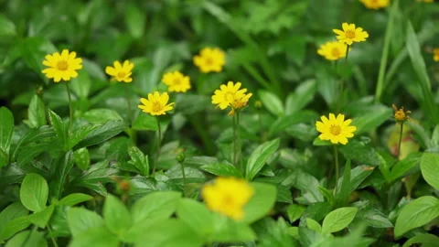 Small yellow flowers blooming in grass field swaying gently in breeze 库存影片 340186649