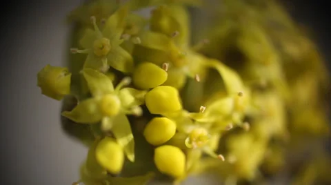 Small yellow flowers blooming. macro. close up. Stock Footage 38089130
