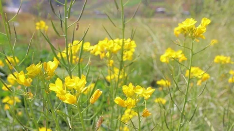 Small yellow flowers blow in the wind. Stock Footage