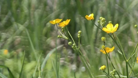 Small Yellow Flowers with Blurred Background, Ranunculus acris Video stock 104012647