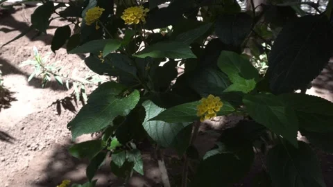 Small yellow flowers in clusters. All with many bright green leaves under a 動画素材 332707987