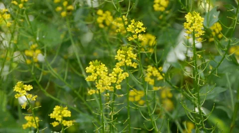 Small yellow flowers Video stock 5298221