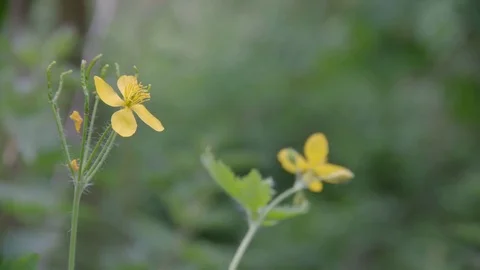 Small Yellow Flowers Vidéo 75525492