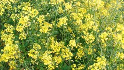 Small yellow flowers Stock Footage 91190446