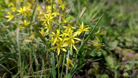 Small yellow flowers Stock Footage 239345819