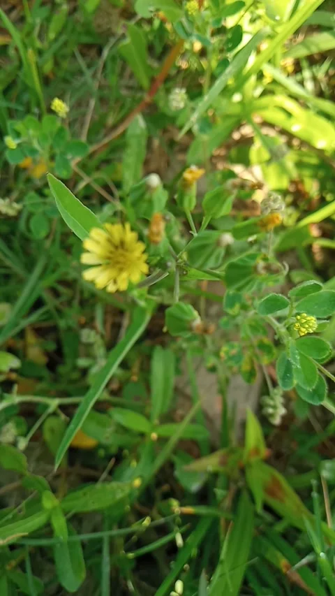 Small yellow flowers Stock Footage 268984672