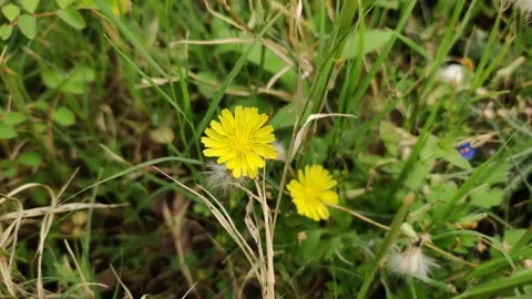 Small yellow flowers 库存影片 272917764