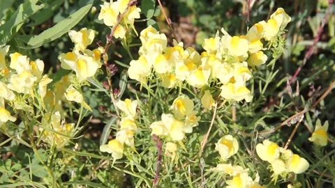 Small yellow flowers in green grass and swaying in the wind on sunny summer day Stock Footage 137468340
