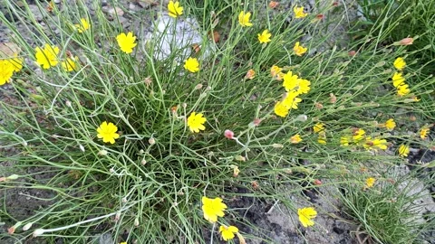 Small Yellow Flowers On Green Stems 库存影片 334356516