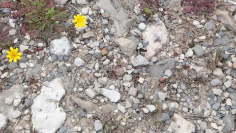 Small yellow flowers on ground with rocks and sand. Stock Footage 154326047