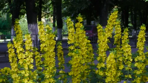 Small yellow flowers with long stems. B roll 動画素材 156399728